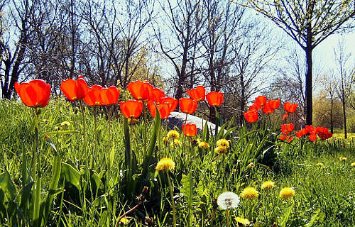 Frühling in Ilsenburg