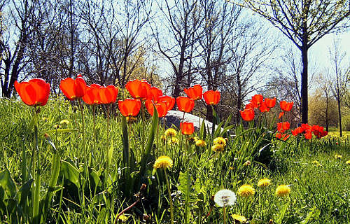 [Translate to Englisch:] Frühling in Ilsenburg