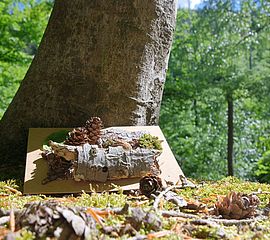 Waldbaden 2