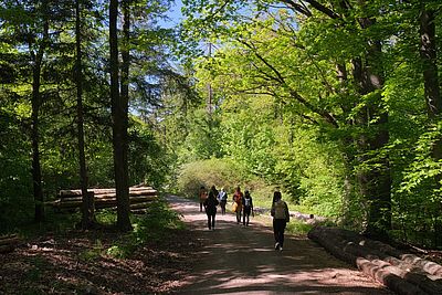 Afterwork-Waldbaden