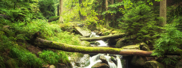 Ilsenburg Tourismus: Top 5 Wandertipps