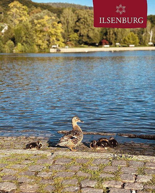 Falls ihr euch gefragt habt, welches Bild in unserem Reel mit Bürohund Lilly enstanden ist...
...hier ist...