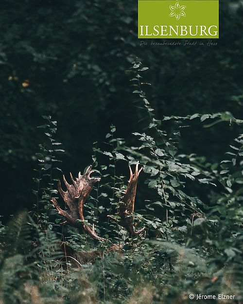 Der Herbst hält Einzug im Harz – und zwischen den Bäumen zeigt sich schon jetzt seine ganz besondere Stimmung....