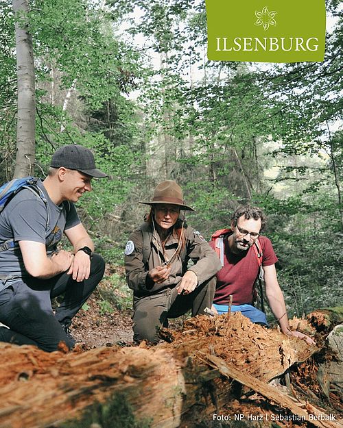 🌿Mit dem Ranger den neuen Wald entdecken🌿

Rund um Ilsenburgs Hausberg, den Meineberg, entwickelt sich zwischen...