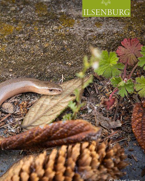 Wenn sich die Blätter bunt färben und die Natur langsam zur Ruhe kommt, sind mit etwas Glück noch kleine Bewohner...