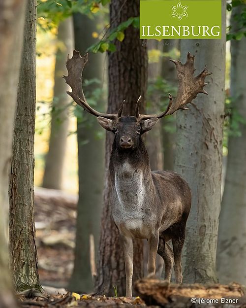 Manchmal hält die Natur die schönsten Überraschungen bereit. 🦌🍂
 #wildlife_shots #wildlifeofinstagram #harz...
