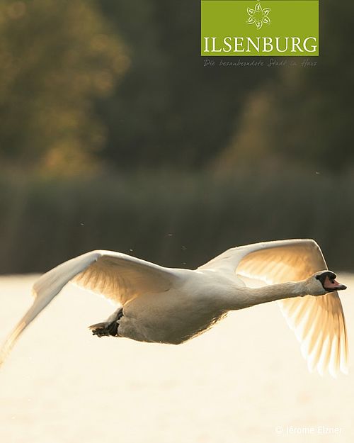 Leicht, elegant und fast lautlos gleitet der Schwan über das Wasser – ein Naturmoment wie aus einem Bilderbuch. ✨
...
