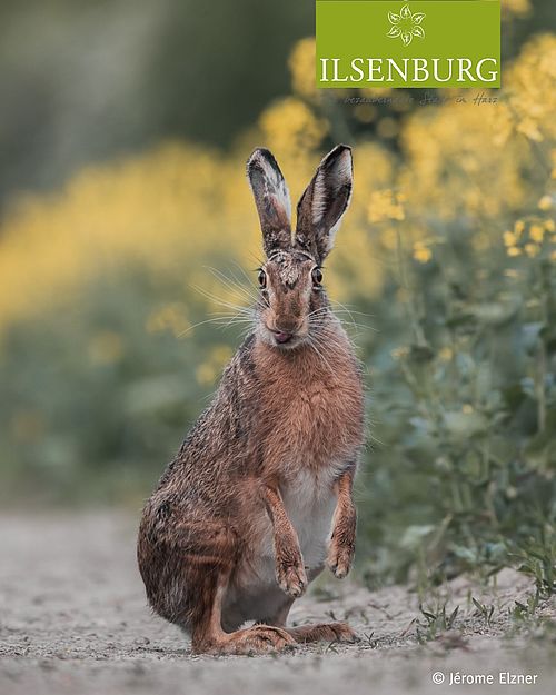 Frühlingsgruß aus Ilsenburg 🐰
Mit wachen Augen und gespitzten Ohren begrüßt uns der Frühling im Harz – und manchmal...