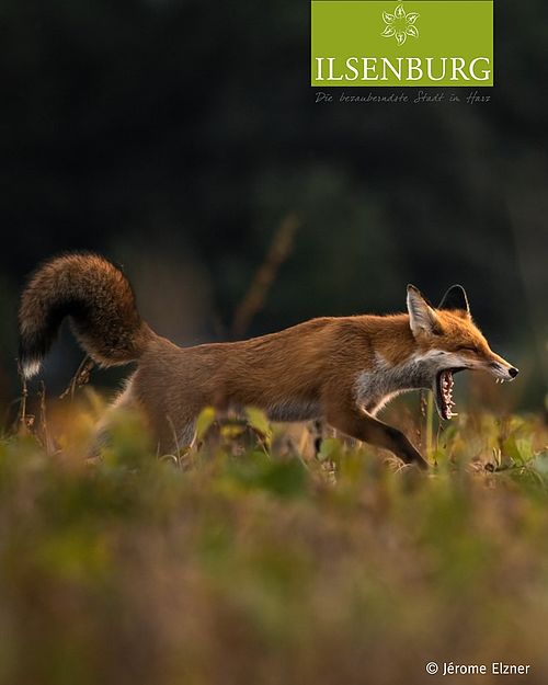 Noch ein letzter verschlafener Blick in die kalte Jahreszeit ...

Bereit für längere Tage, erste Sonnenstrahlen und neue...