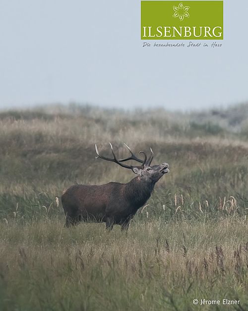 Augenblicke, die man nicht plant - sondern erlebt. 🦌🍂
 #harz #harzliebe #naturerleben #wildlifephotography