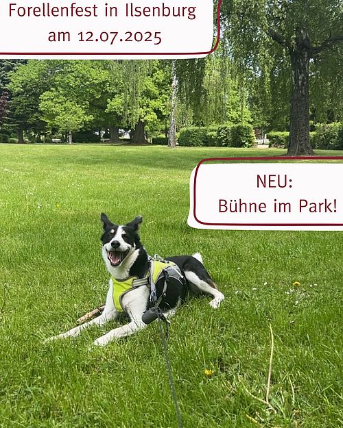 Lilly freut sich schon aufs Forellenfest 🐶🥳🐾 Ihr euch auch? 👀🥳
#ilsenburg #ilsenburgharz #veranstaltungen...
