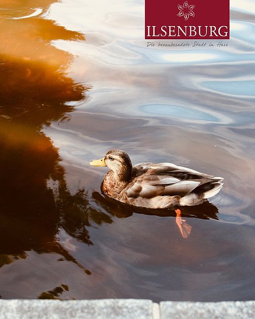 🦆✨

#ilsenburg #harz #ilsenburgimharz #forellenteichilsenburg #forellenteich #ente
