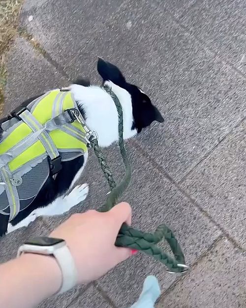 Neues von Bürohund Lilly 🐶🐾
Wollt ihr mehr Content? Was konnte Lilly euch mal zeigen?👀🐾