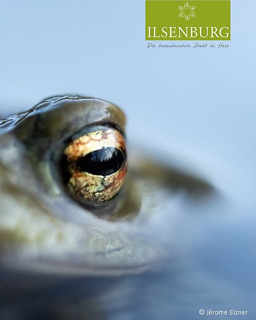 Auch auf viele kleine Bewohner kann man in den Harzer Seen und Teichen stoßen. 🐸
#Harz #NaturPhotographie #WildLife