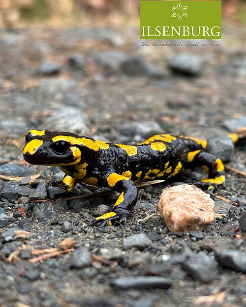 Ein kleiner Farbtupfer auf unserem Weg durch die Natur. 🖤💛
Der Feuersalamander zeigt sich nur selten, umso besonderer...